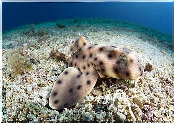 Horn Shark: Habitat and Characteristics