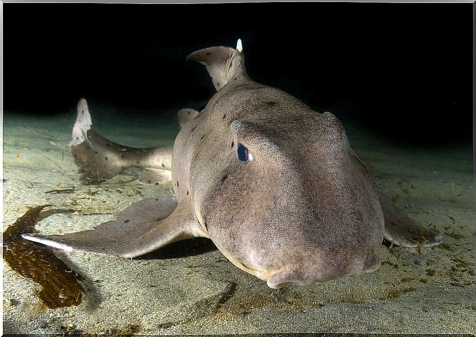 horn shark