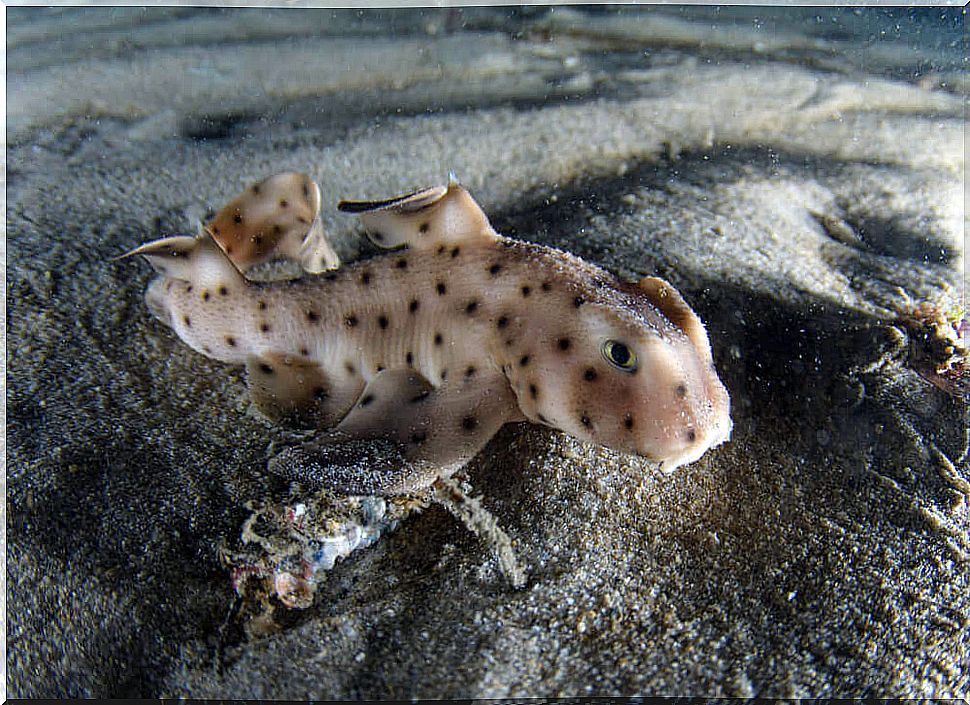 horn shark cub