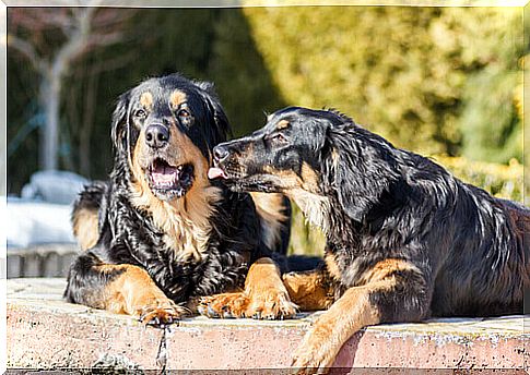 Hovawart Breed Dogs