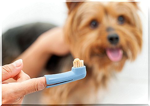 How and Why to Brush Dogs Teeth