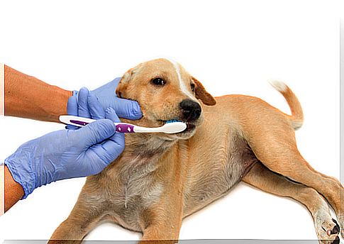 Escovando os dentes dos cães