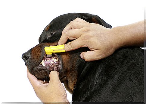 Como escovar os dentes dos cães