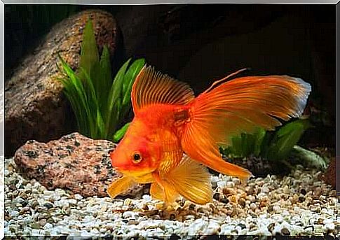 How big should an aquarium be for a goldfish?