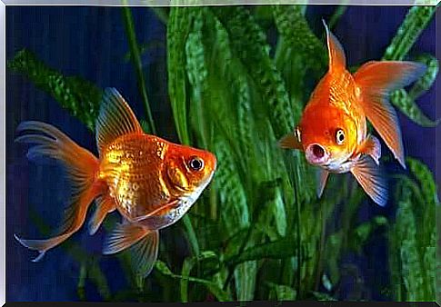 Goldfish species