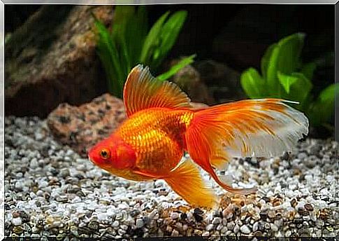 Adult goldfish size