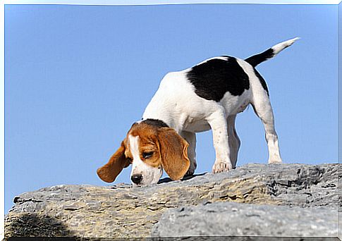 hunting dog, beagle