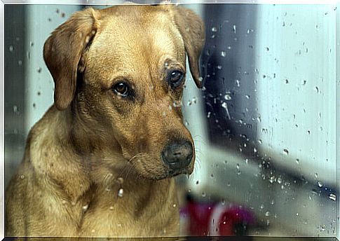 How does the sound of rain affect dogs?