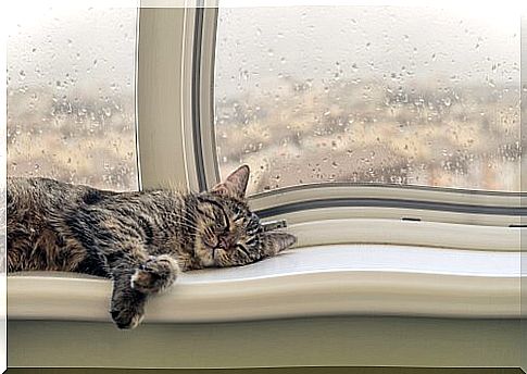 How does your cat act during the rain?