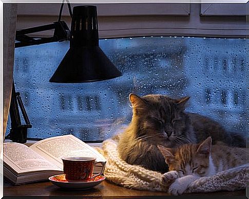 cats protected from the rain