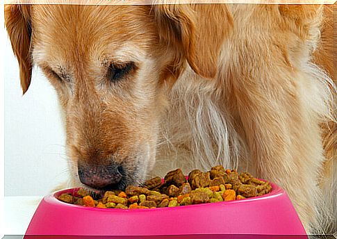 How much food should you give your dog per day?