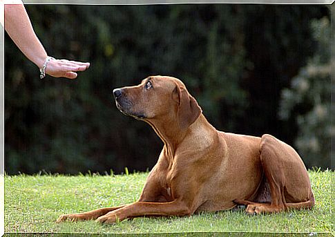 How to deal with aggressiveness in dogs