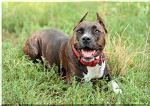 dog lying on the lawn