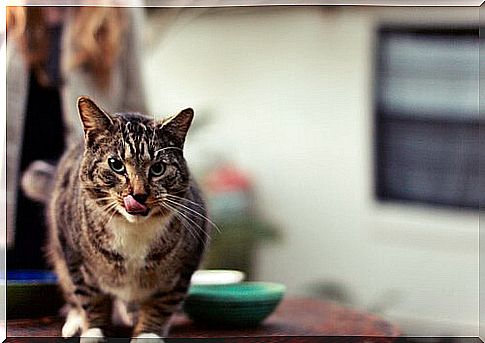 How to change your cat's diet: some tips