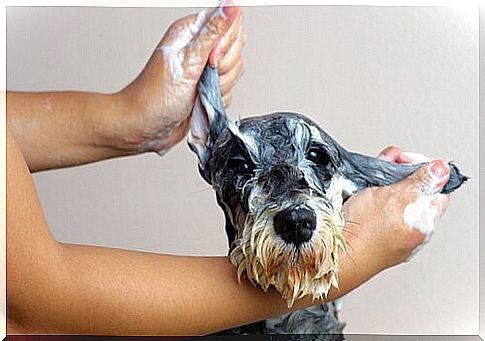 How to Eliminate the Wet Dog Smell