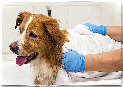 owner drying dog