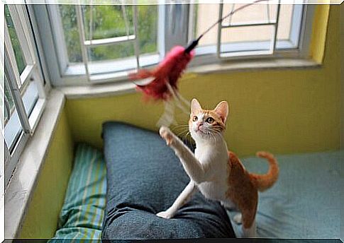 cat playing with feather