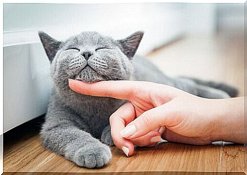 woman petting cat