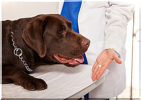 veterinarian administering pill to dog