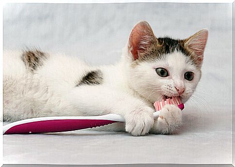 How to maintain your cat's oral hygiene?