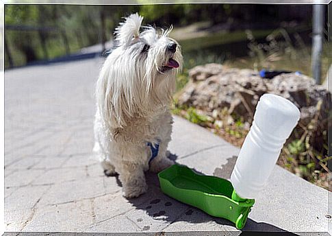 How to Make a Toy Dog Feeder with Plastic Bottles