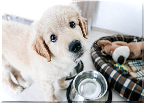 labrador puppy