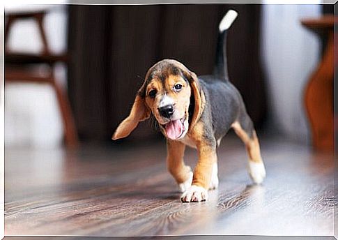 beagle puppy