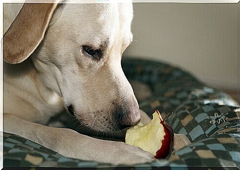 dog eating apple