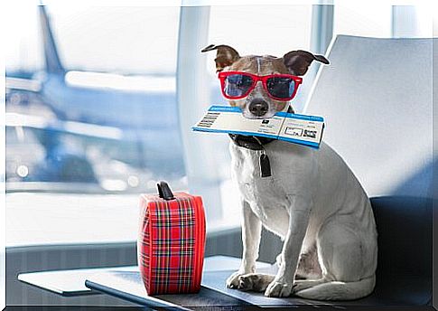 How to prepare your dog for an airplane trip