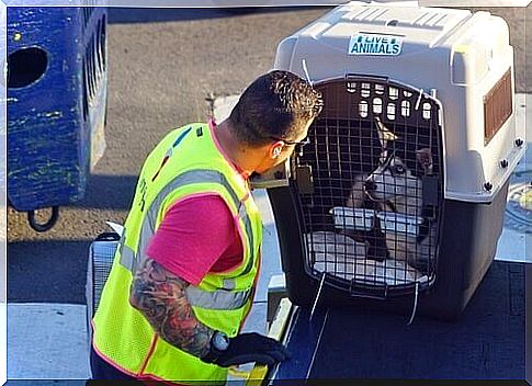 Travel by plane with dog