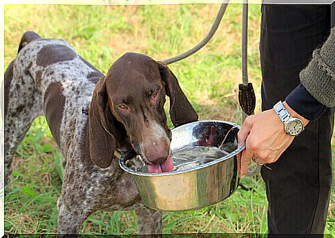 olive oil for dogs