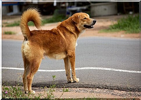 How to teach a dog to cross the street