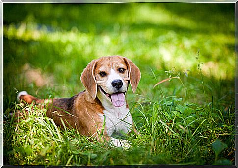 dog in the grass