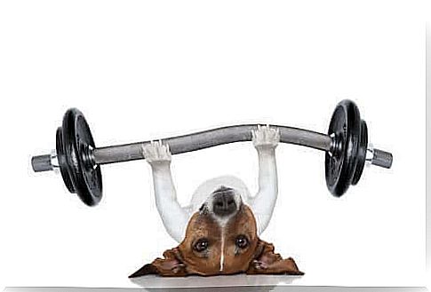 dog doing exercise