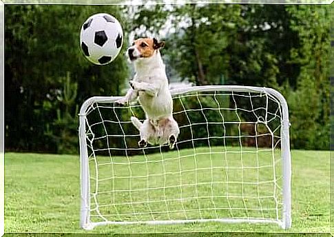 dog playing football