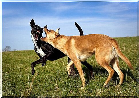 dogs fighting