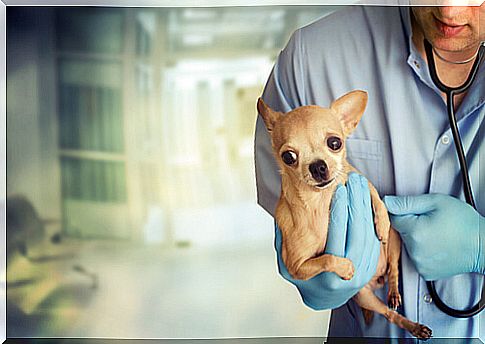 dog with veterinarian