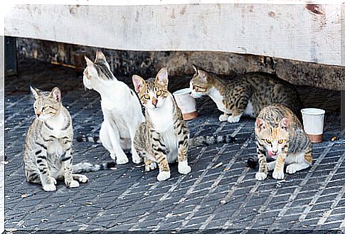 Istanbul, the city of cats