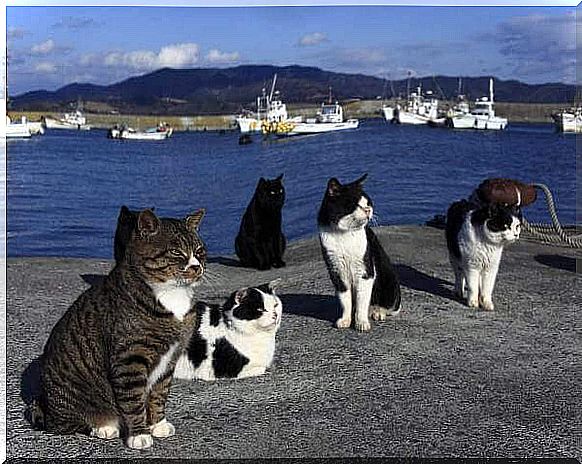 cat-island