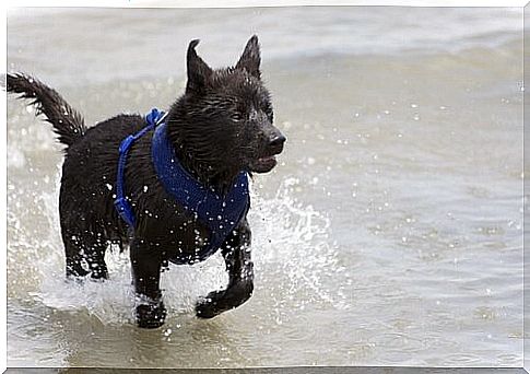 kai running in the water