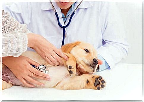 Kidney Diseases in Dogs