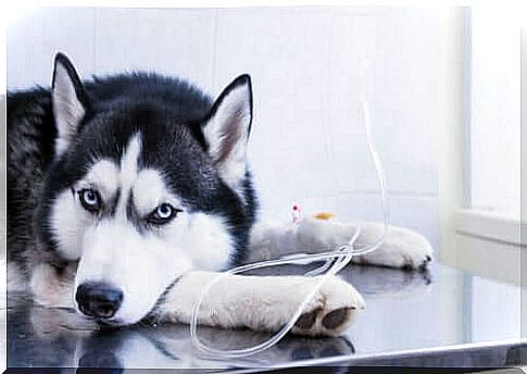 Husky taking a serum at the veterinarian