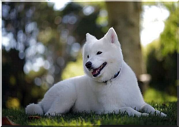 Kishu, a beautiful, brave and docile dog