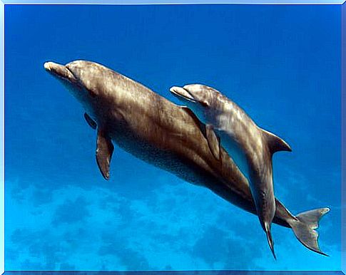 dolphins