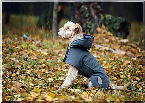 Learn how to make a waterproof coat for your dog