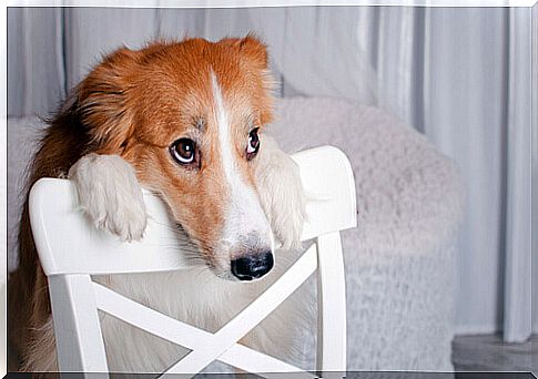 Dog leaning on a chair, with a fearful look