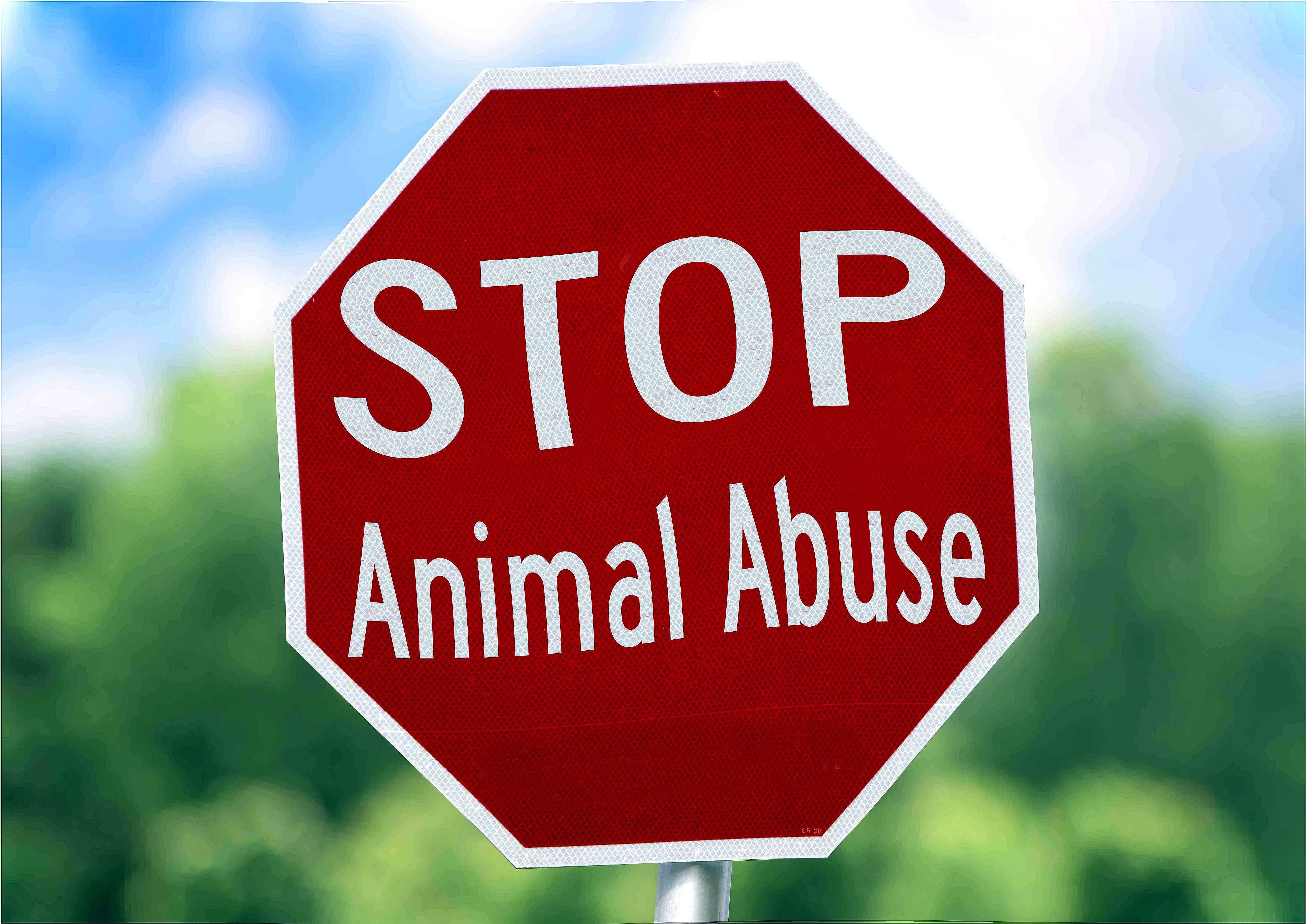 Fight to end animal abuse