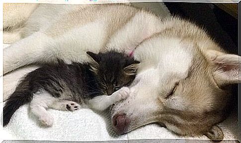 Lilo, the husky bitch who adopted a kitten