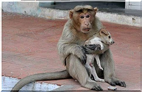 monkey-adopts-an-orphaned-dog