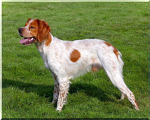 The loyal and friendly Brittany